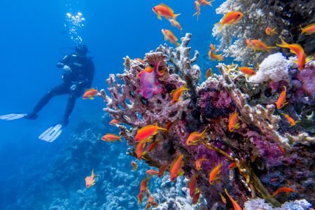 Mahmya Island Snorkeling Trip
