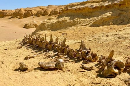 Day Tour to Fayoum and Valley of the Whales