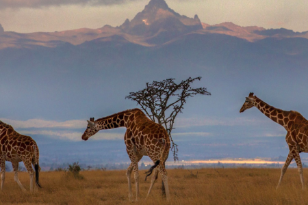 Top 5 Days Kenya Safari Tour: The Ultimate Itinerary