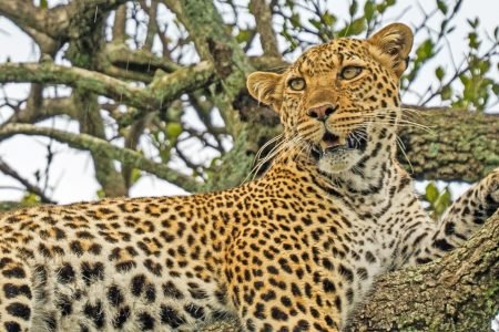 Best 4-Day Kenya Safaris