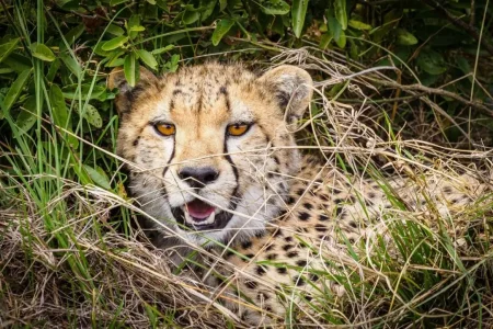 6-Day Kenya Safari Tour