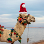 Celebrate Christmas in Egypt.